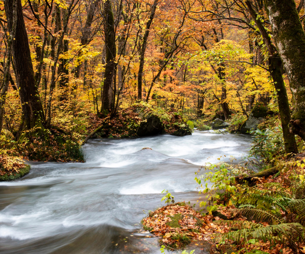 楓情萬種 東北奧入瀨溪．生剥鬼實境秀．松島遊船溫泉美食五日